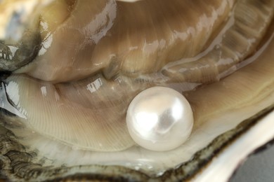 Photo of Open oyster with white pearl, closeup view