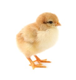 Photo of One cute chick isolated on white. Baby animal