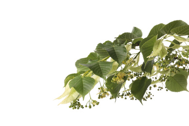 Photo of Linden tree branch with fresh young green leaves and blossom isolated on white