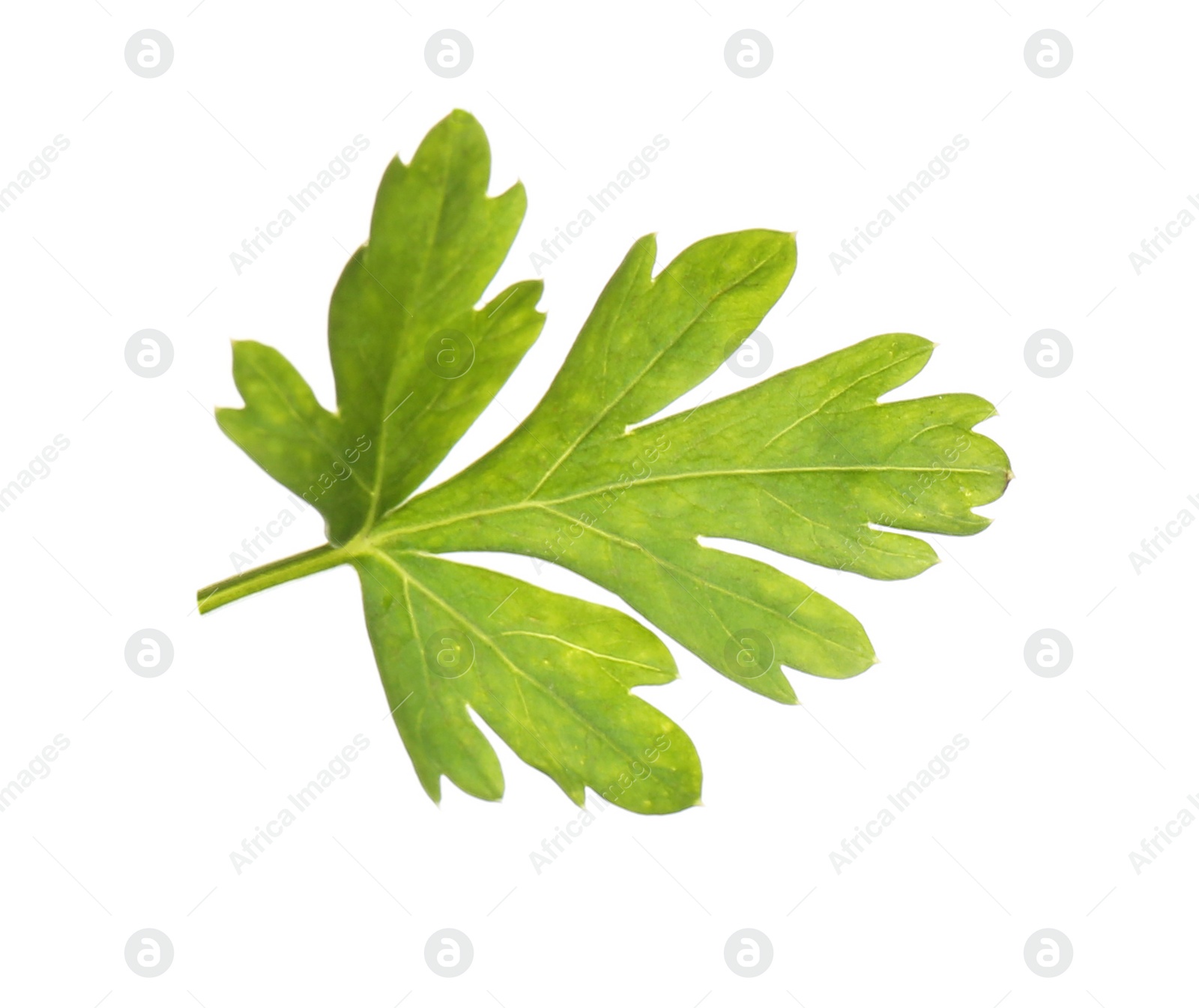 Photo of Fresh green organic parsley on white background