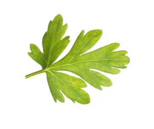 Fresh green organic parsley on white background