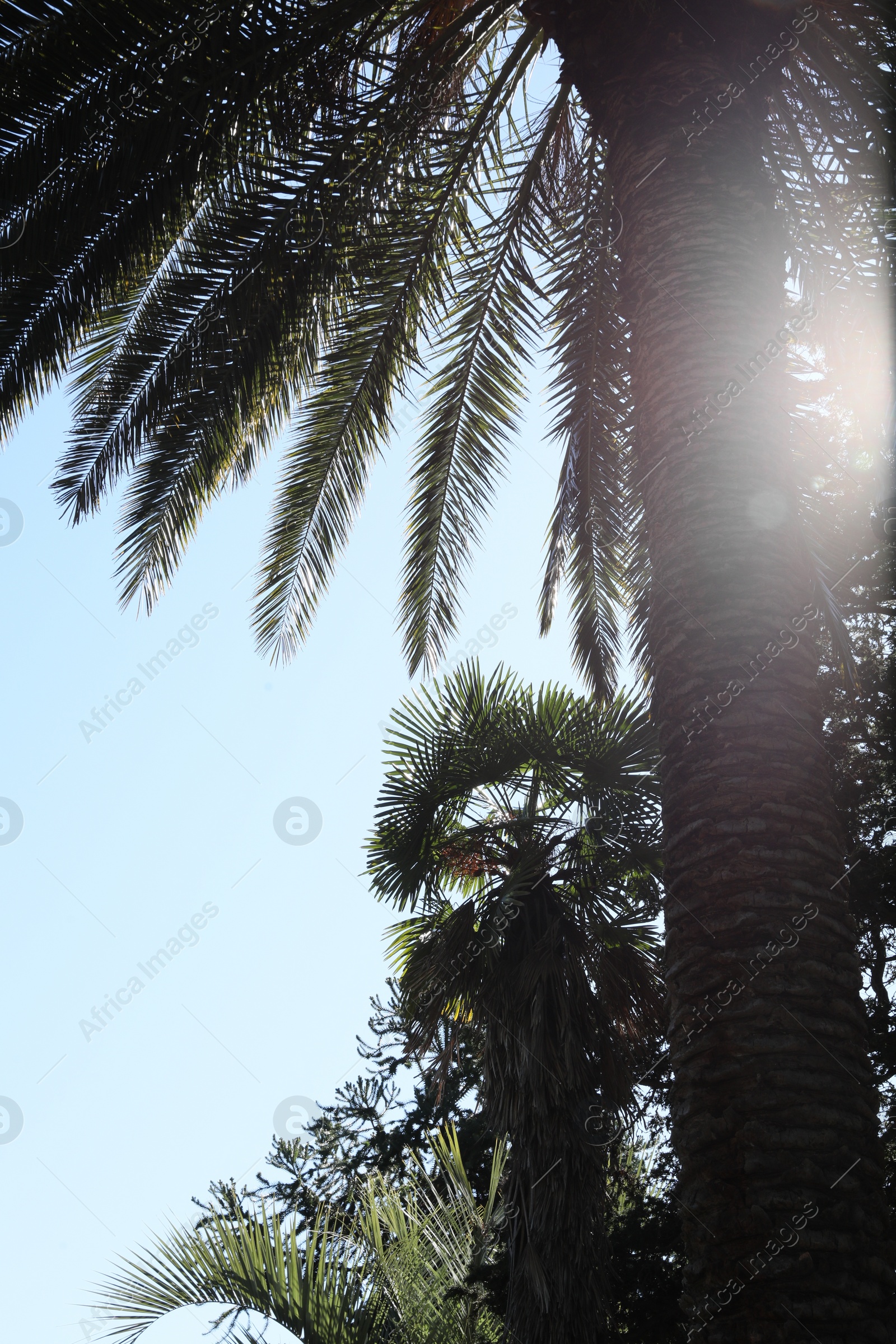 Photo of Beautiful palms and trees against clear sky