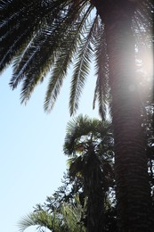 Beautiful palms and trees against clear sky