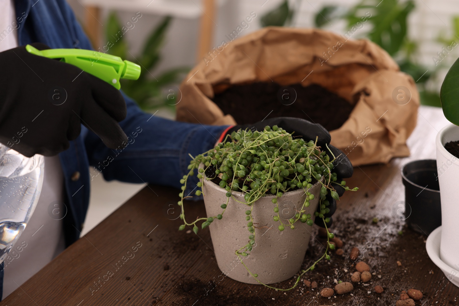 Photo of Woman transplanting houseplant into new pot at wooden table indoors, closeup