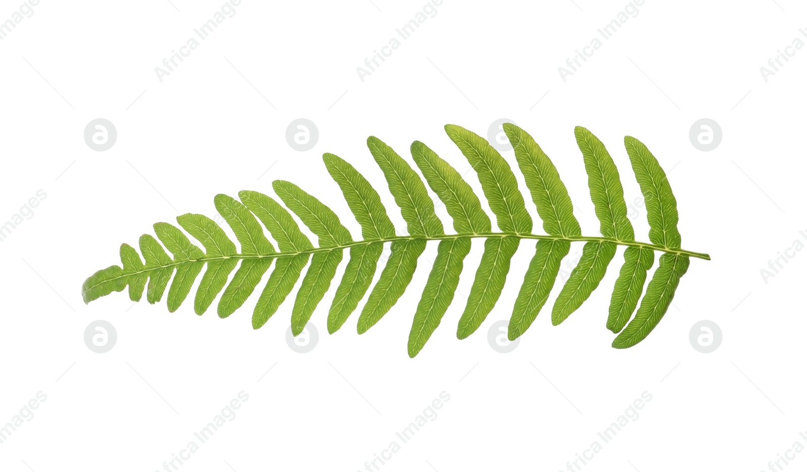 Photo of Beautiful tropical fern leaf isolated on white