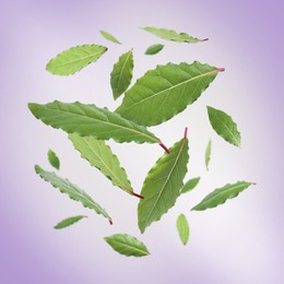 Image of Fresh bay leaves falling on violet background