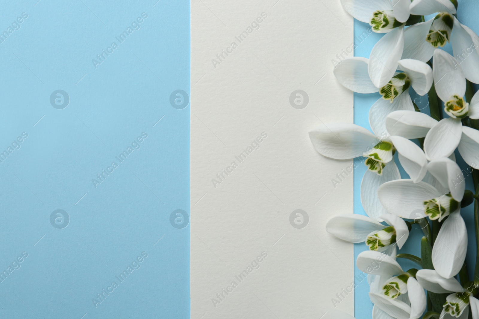 Photo of Beautiful snowdrops and paper card on light blue background, flat lay. Space for text