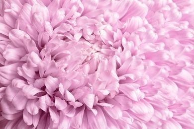 Photo of Beautiful aster flower as background, closeup view