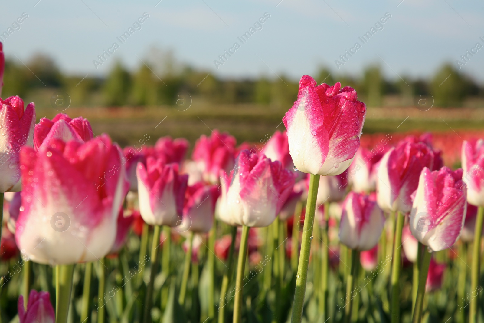 Photo of Beautiful pink tulip flowers growing in field on sunny day, selective focus