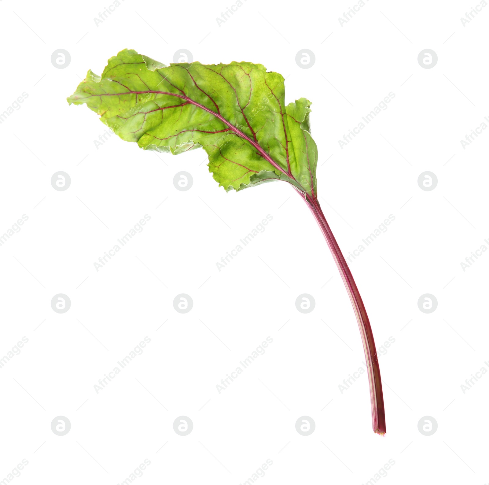 Photo of Leaf of fresh beet on white background