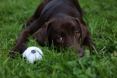 Photo of Adorable Labrador Retriever dog with ball on green grass in park