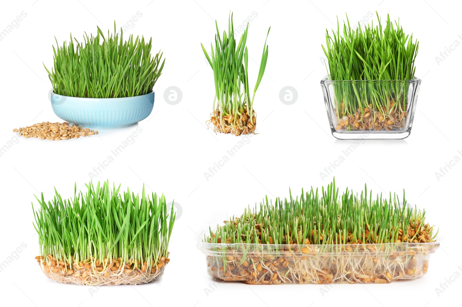 Image of Set with sprouted wheat grass on white background