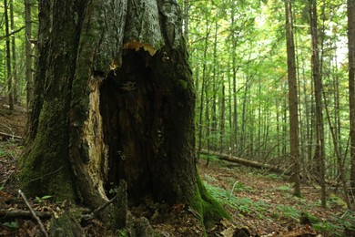 Photo of Old tree with hollow in forest. Space for text