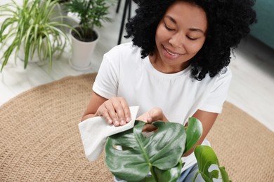 Photo of Houseplant care. Woman wiping beautiful monstera leaves indoors