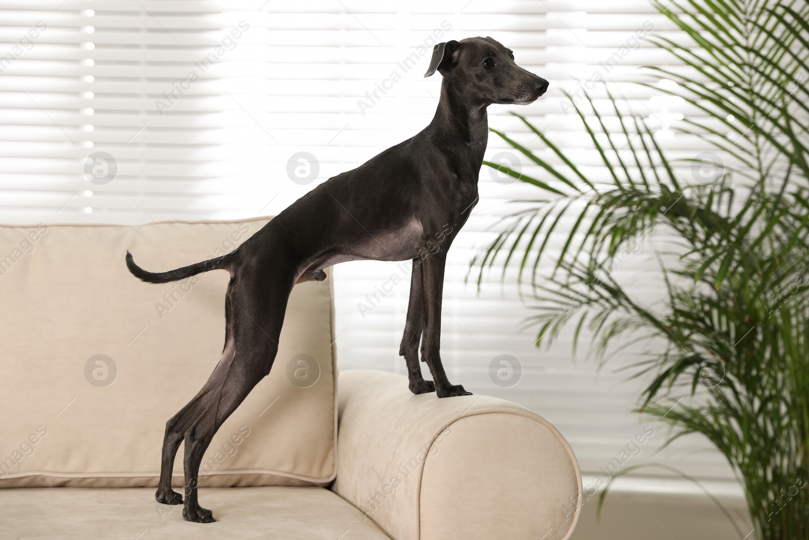 Photo of Italian Greyhound dog on sofa at home