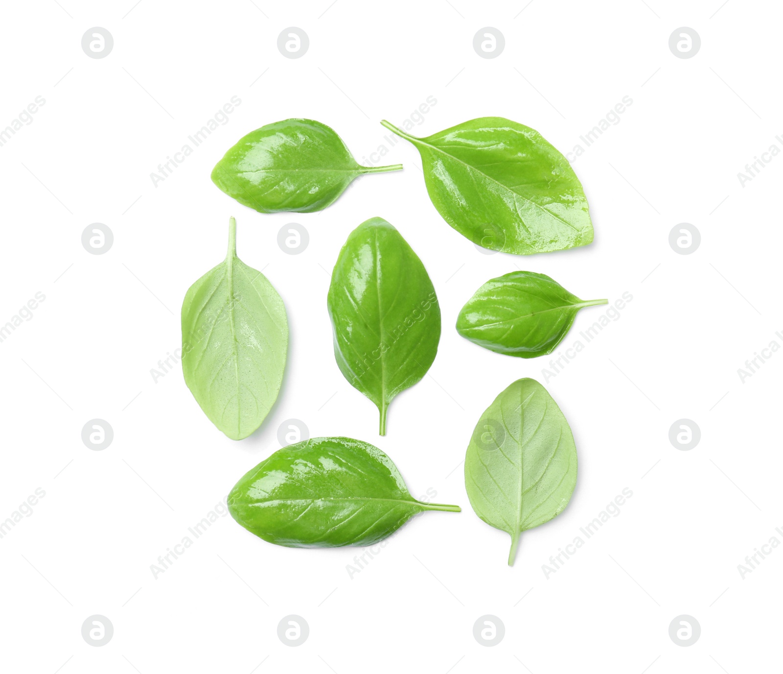 Photo of Fresh green basil leaves on white background, top view