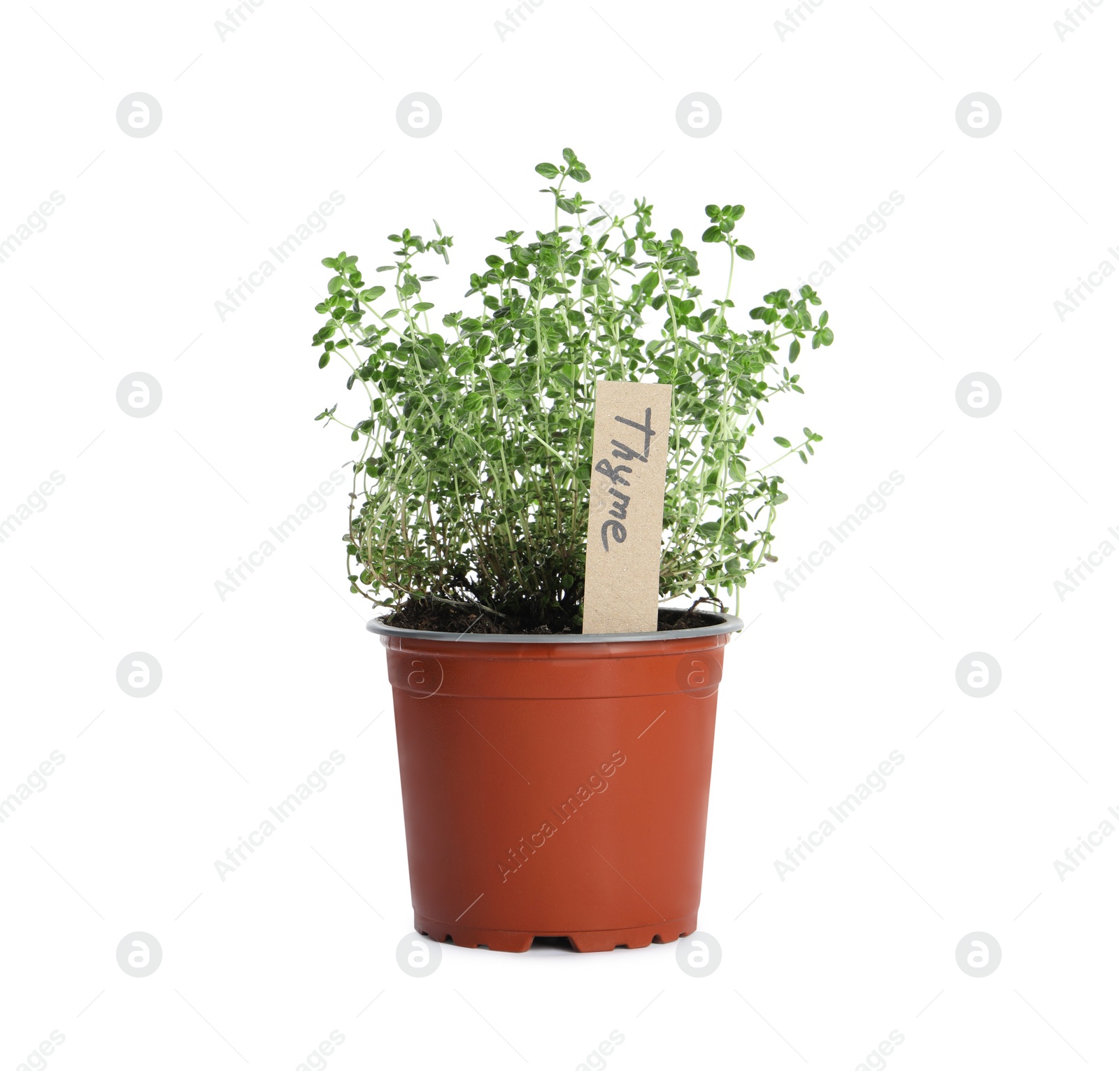 Photo of Aromatic green potted thyme isolated on white