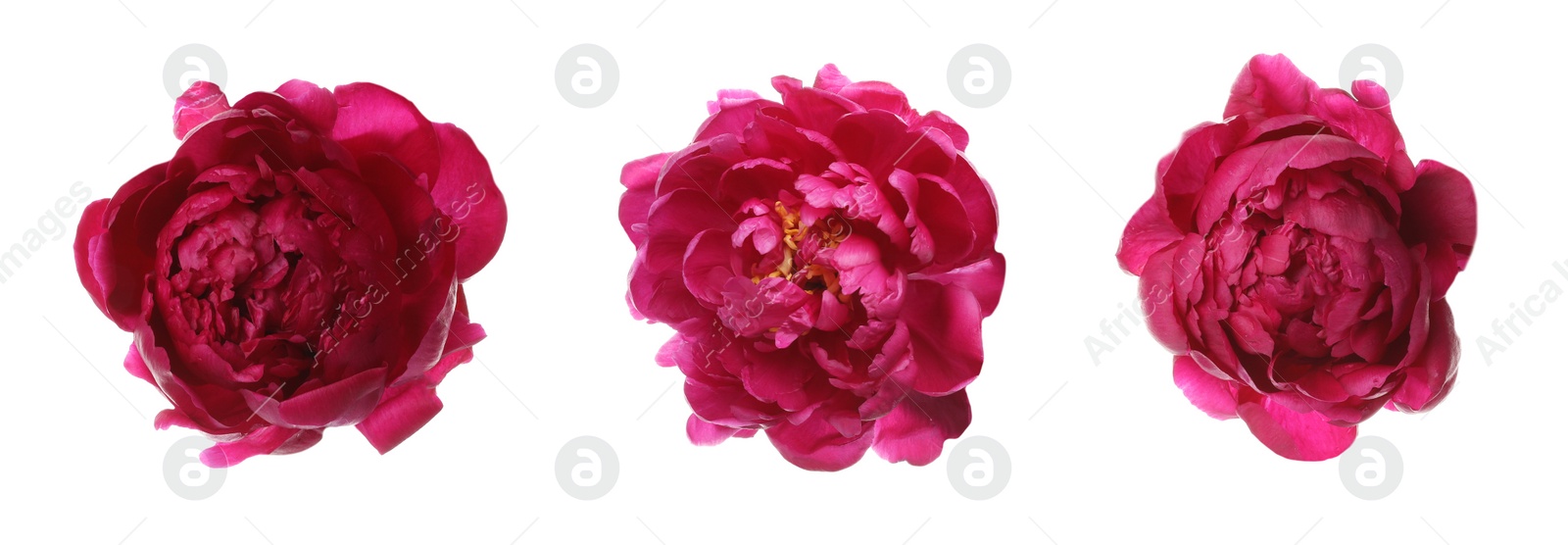 Image of Three beautiful peony flowers on white background. Banner design