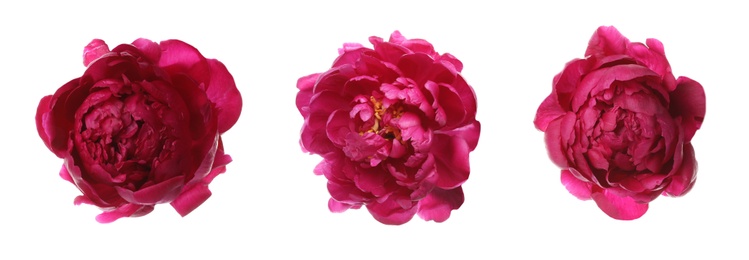 Image of Three beautiful peony flowers on white background. Banner design