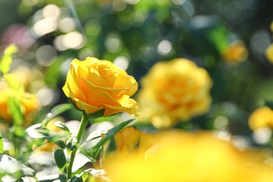 Photo of Beautiful rose in blooming garden on sunny day