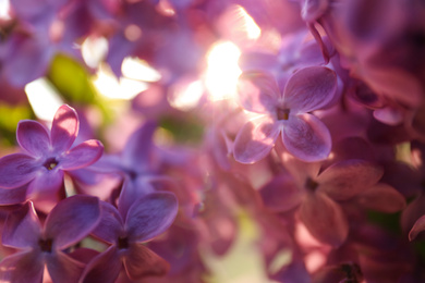 Photo of Closeup view of beautiful blooming lilac shrub outdoors