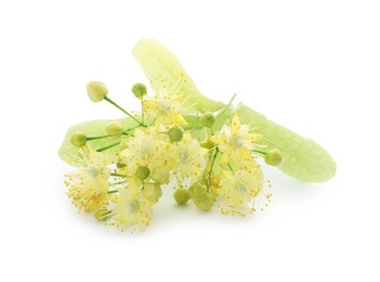 Photo of Beautiful linden tree blossom isolated on white