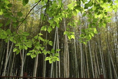 Photo of Tree branches with lush green leaves and bamboo outdoors