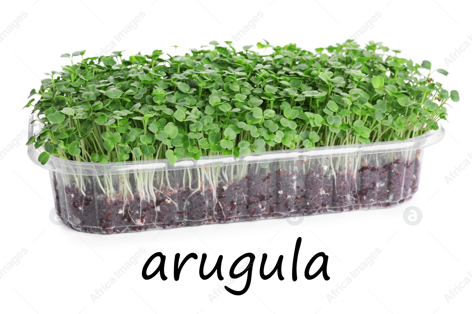 Image of Fresh organic microgreen in plastic container on white background