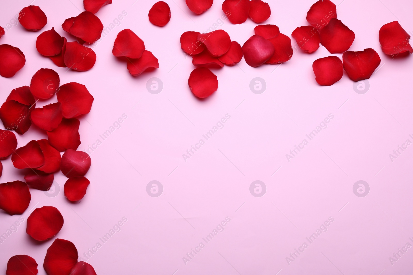 Photo of Beautiful red rose flower petals on pink background, flat lay. Space for text