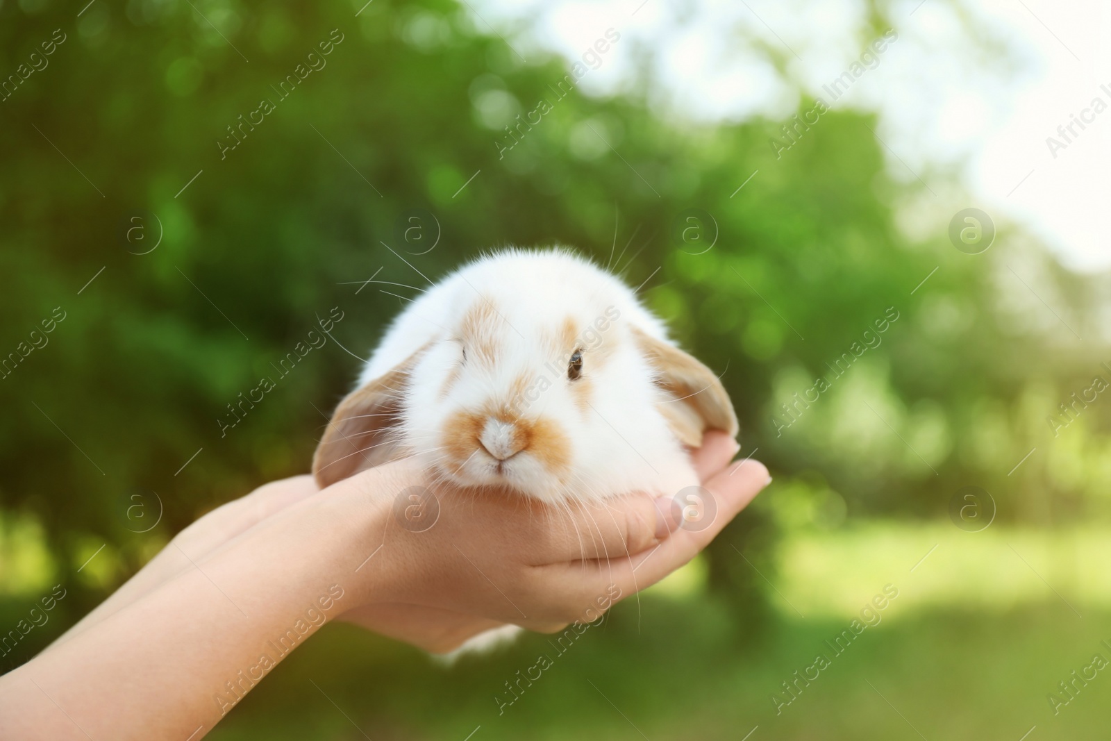 Photo of Woman holding adorable bunny on blurred background