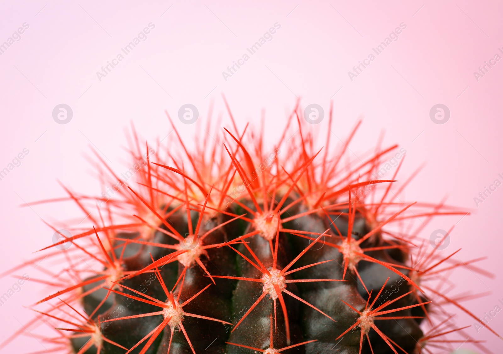 Photo of Beautiful cactus on color background