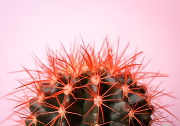 Beautiful cactus on color background