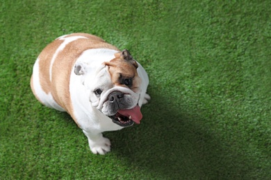 Photo of Adorable funny English bulldog on grass, above view. Space for text