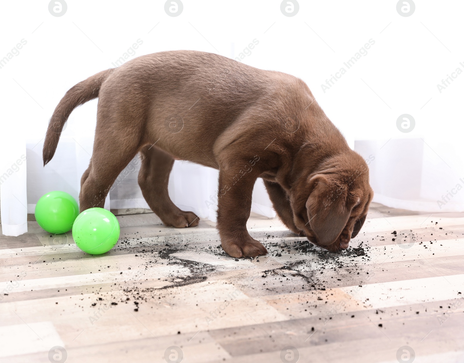 Photo of Chocolate Labrador Retriever puppy and dirty spots on floor indoors