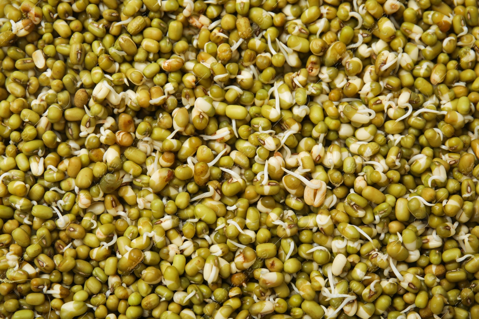 Photo of Fresh sprouted mung beans as background, top view