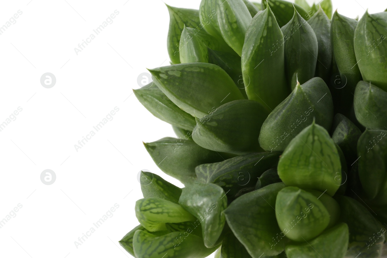 Photo of Beautiful echeveria on white background, closeup. Succulent plant