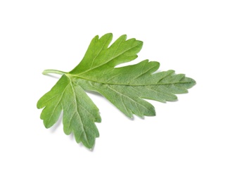 Fresh green organic parsley on white background