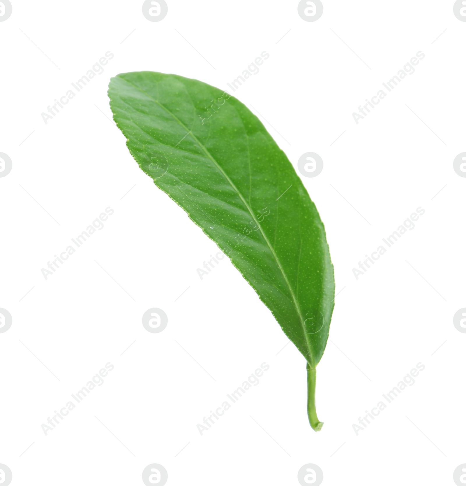 Photo of Fresh green citrus leaf on white background