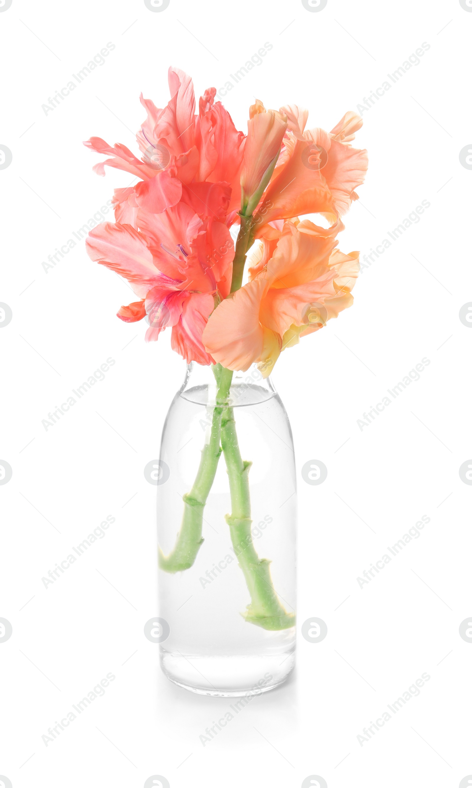 Photo of Vase with beautiful gladiolus flowers on white background