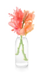 Photo of Vase with beautiful gladiolus flowers on white background