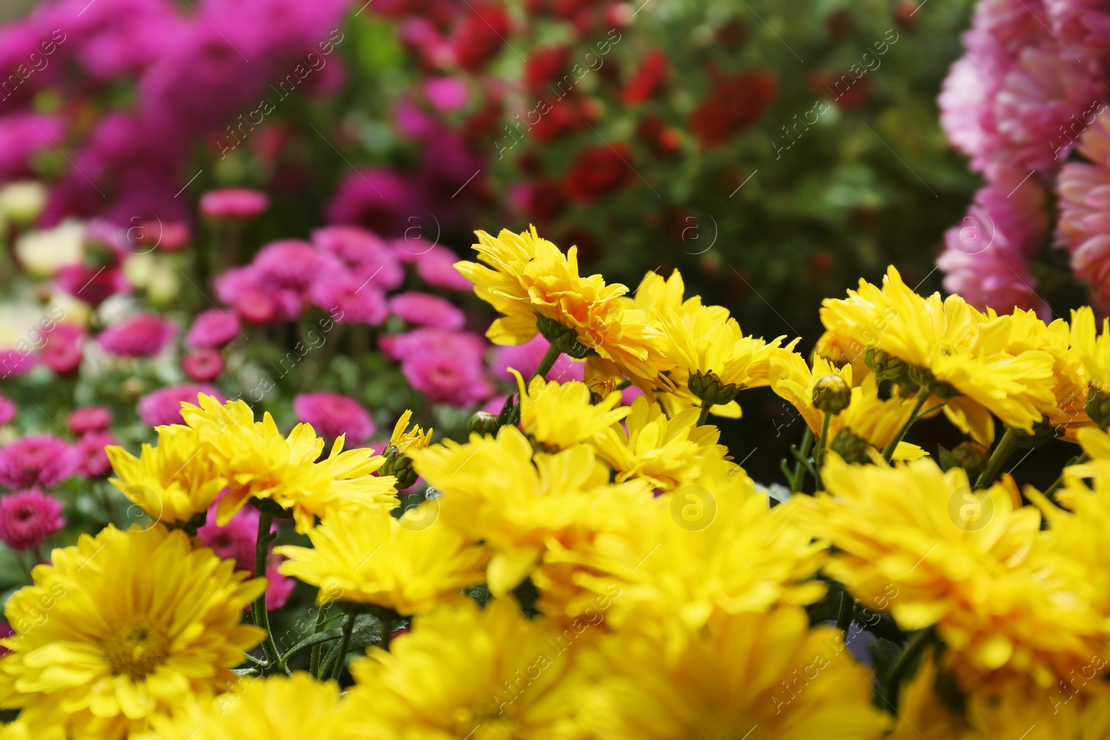 Photo of View of fresh beautiful colorful chrysanthemum flowers