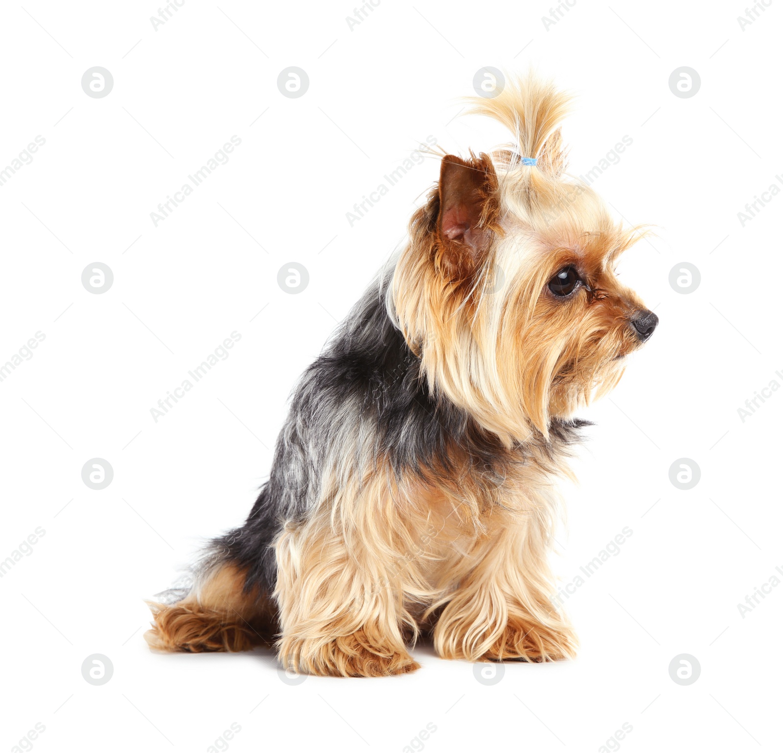 Photo of Yorkshire terrier isolated on white. Happy dog