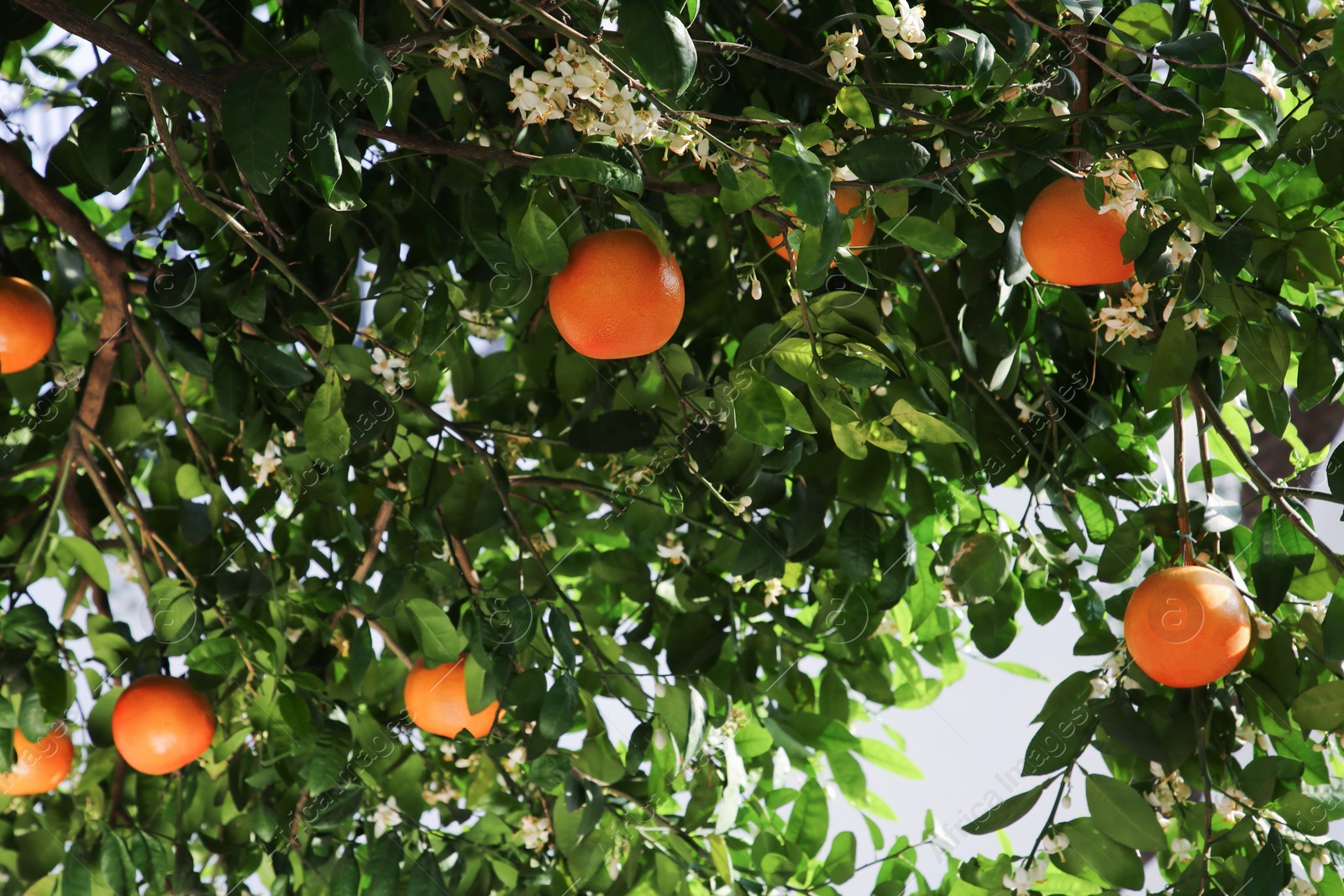 Photo of Fresh ripe grapefruits growing on tree outdoors