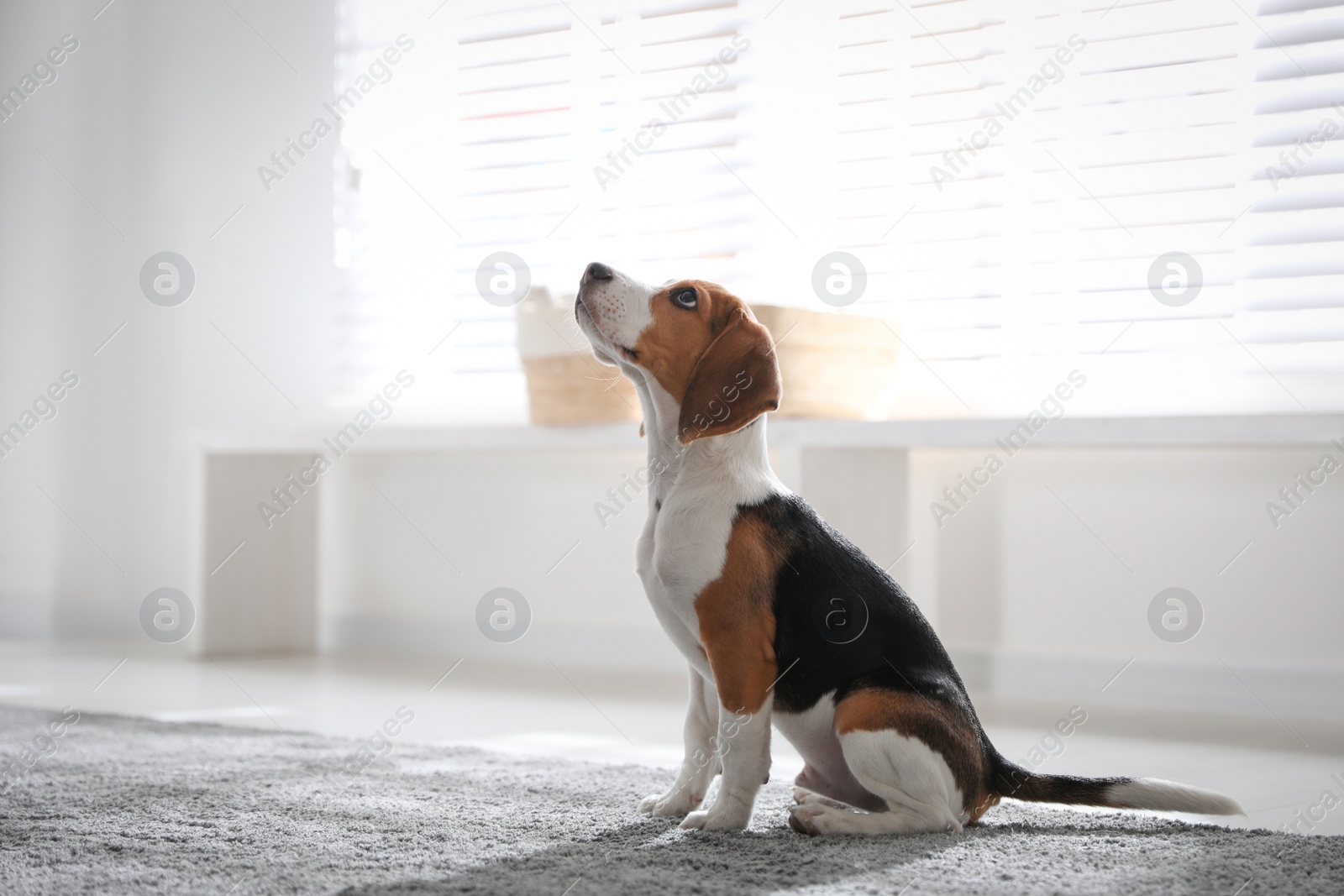 Photo of Cute Beagle puppy at home. Adorable pet