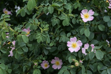 Photo of Blooming dog rose plant with beautiful flowers in garden