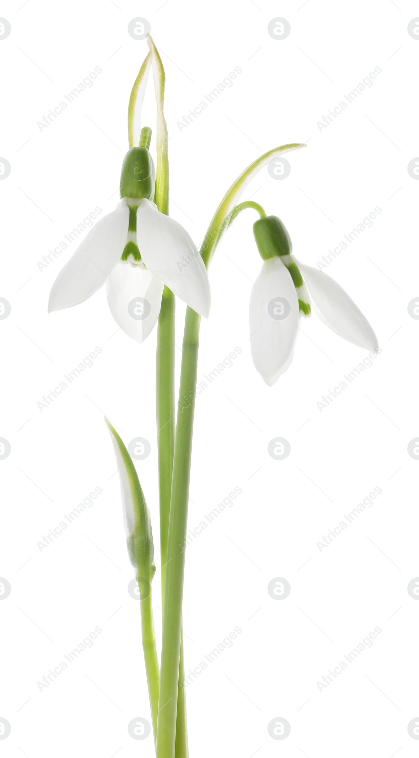 Photo of Beautiful snowdrops on white background. Spring flowers