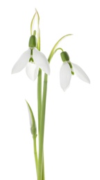 Photo of Beautiful snowdrops on white background. Spring flowers