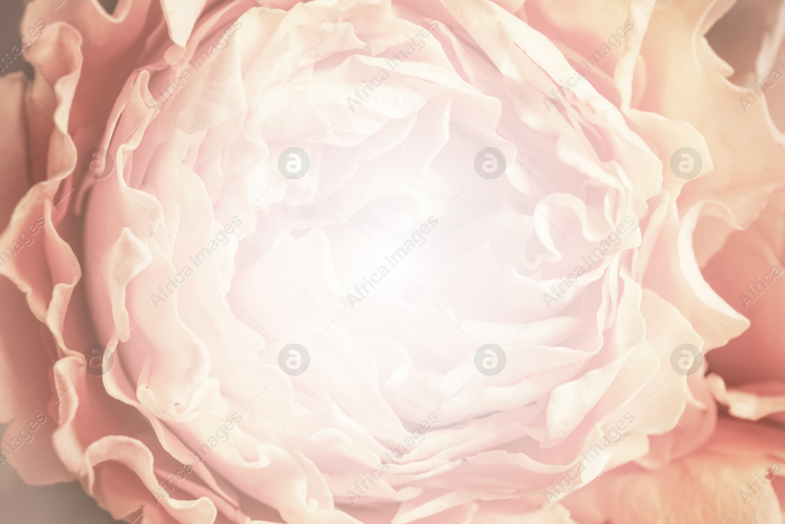 Image of Beautiful delicate flower, closeup. Floral decor in vintage style 