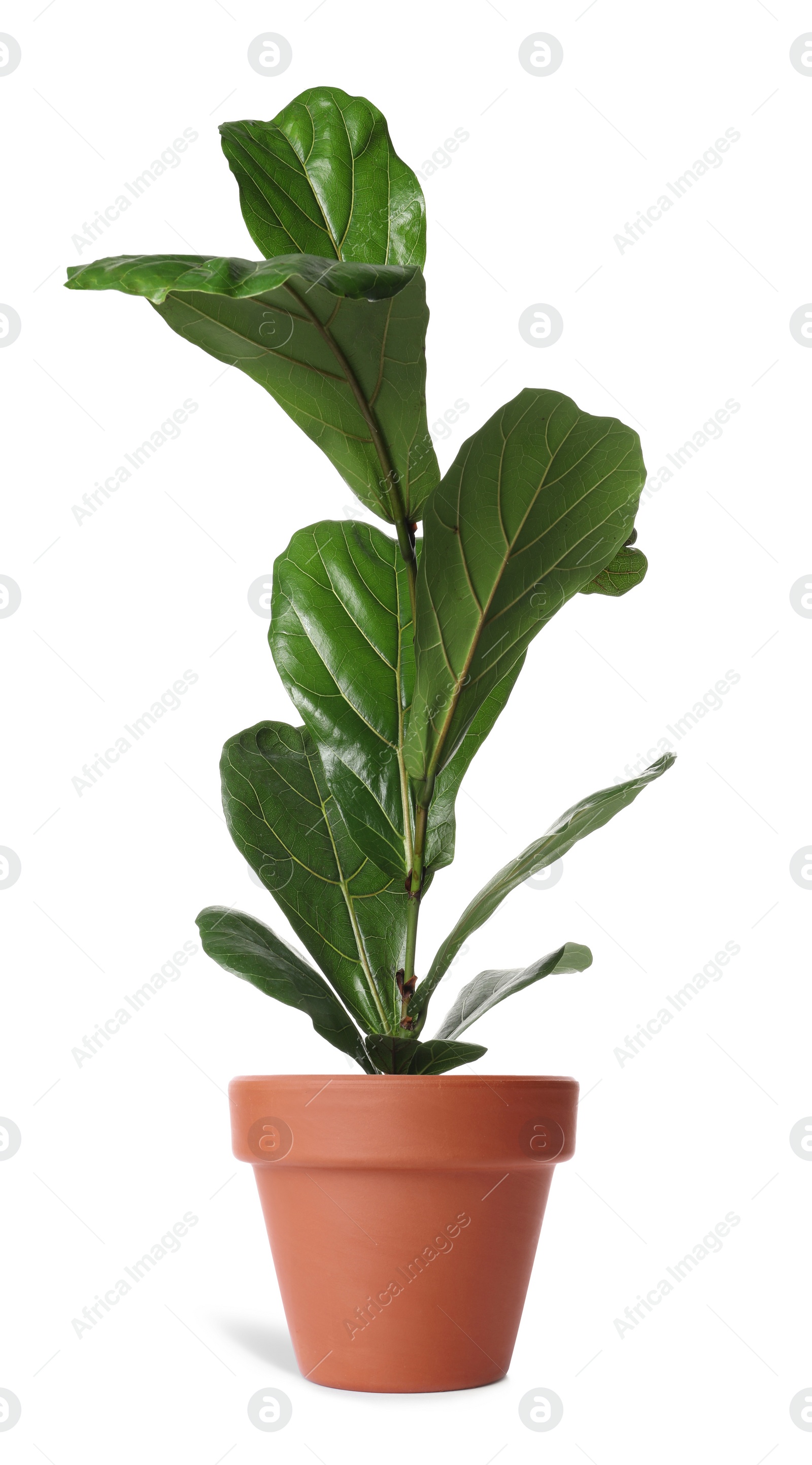 Image of Beautiful ficus plant in terracotta pot isolated on white. House decor