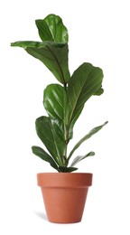 Beautiful ficus plant in terracotta pot isolated on white. House decor